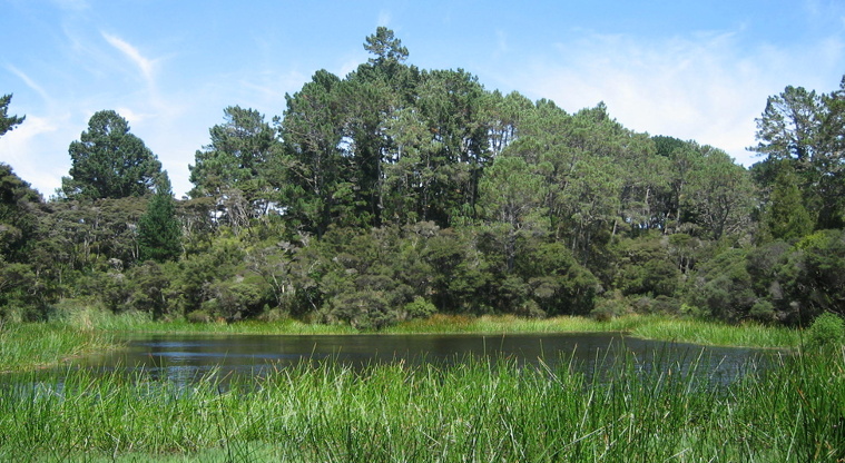 Te Ārai Regional Park - Little Shag Lake.